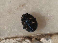 Chrysolina haemoptera