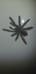 Avicularia variegata