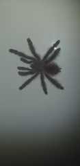 Avicularia variegata