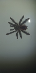 Avicularia variegata