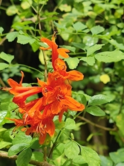 Tecomaria capensis