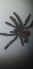 Avicularia variegata