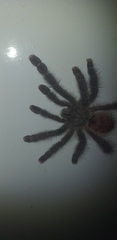 Avicularia variegata