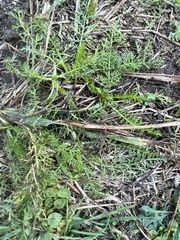 Lepidium didymum