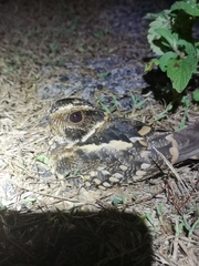 Hydropsalis maculicaudus