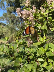 Danaus chrysippus orientis