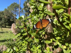 Danaus chrysippus orientis
