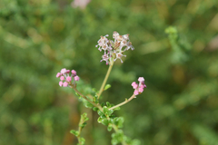 Ceanothus microphyllus