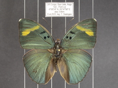 Euphaedra medon
