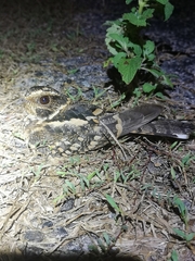 Hydropsalis maculicaudus