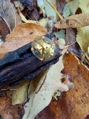 Aspidimorpha quadriremis