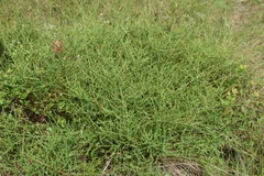 Ceanothus microphyllus