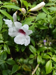 Pandorea jasminoides