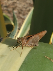 Asbolis capucinus