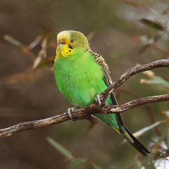Melopsittacus undulatus