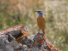 Monticola saxatilis
