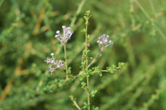 Ceanothus microphyllus