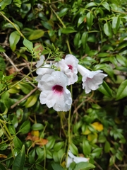 Pandorea jasminoides
