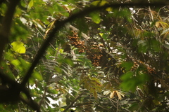 Pycnanthus angolensis image