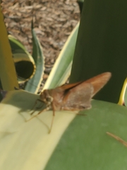 Asbolis capucinus