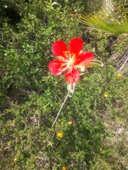 Hibiscus longifilus