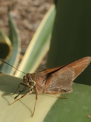 Asbolis capucinus