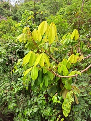 Dipterocarpus
