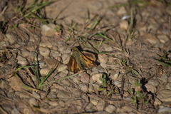 Atalopedes campestris