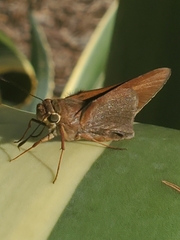 Asbolis capucinus