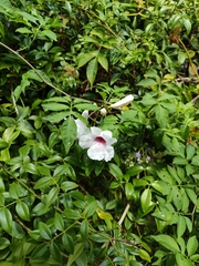 Pandorea jasminoides