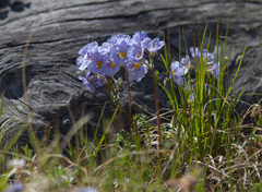 Polemonium boreale
