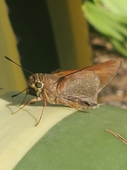 Asbolis capucinus
