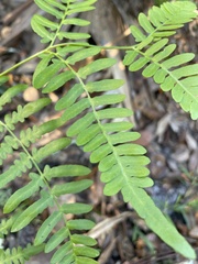 Pteridium aquilinum pseudocaudatum