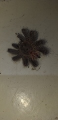 Avicularia variegata