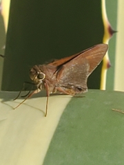 Asbolis capucinus