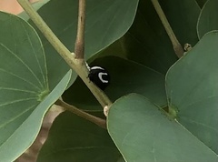 Membracis foliatafasciata