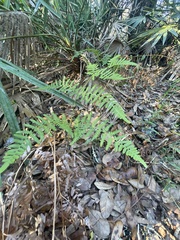 Pteridium aquilinum pseudocaudatum