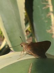 Asbolis capucinus