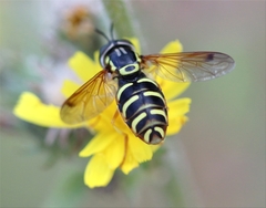 Chrysotoxum elegans