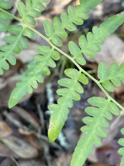 Pteridium aquilinum pseudocaudatum