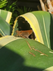 Asbolis capucinus