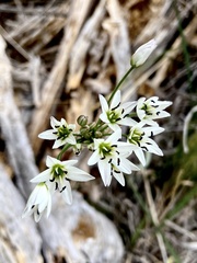 Nothoscordum