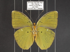 Euphaedra medon