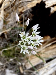 Nothoscordum
