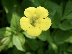 Erythranthe nepalensis