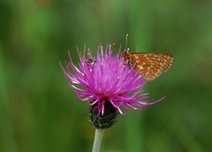 Euphydryas aurinia
