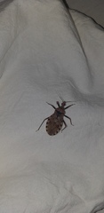 Panstrongylus geniculatus