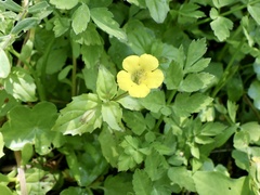Erythranthe nepalensis