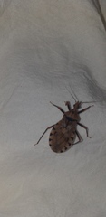 Panstrongylus geniculatus