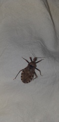 Panstrongylus geniculatus
